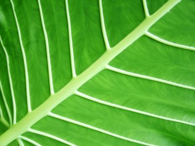 Vista 高清晰植物壁纸（二）