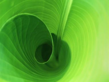 02 Vista Plant Wallpaper V Plants2 030