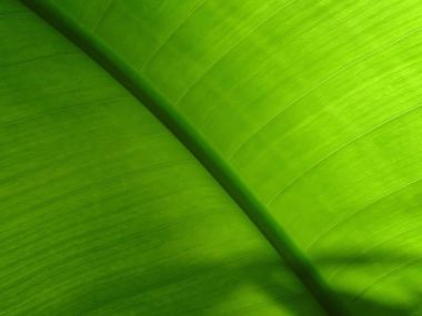 02 Vista Plant Wallpaper V Plants2 031