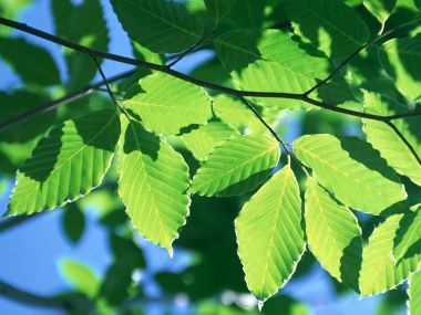02 Vista Plant Wallpaper V Plants2 033