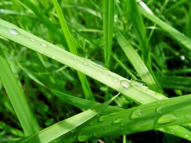 02 Vista Plant Wallpaper V Plants2 038