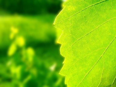 03 Vista Plant Wallpaper Vplants 003