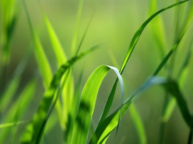 03 Vista Plant Wallpaper Vplants 005