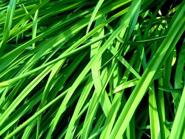 03 Vista Plant Wallpaper Vplants3 004