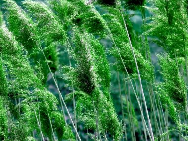03 Vista Plant Wallpaper Vplants3 007