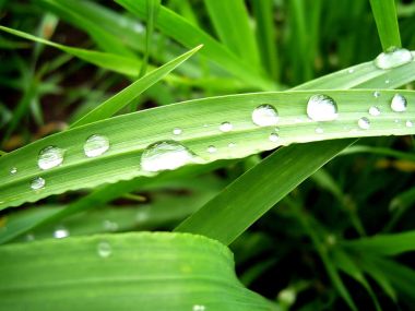 03 Vista Plant Wallpaper Vplants3 008