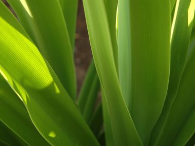 03 Vista Plant Wallpaper Vplants3 014