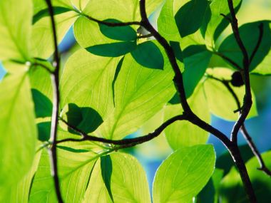 03 Vista Plant Wallpaper Vplants3 016