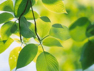 Vista 高清晰植物壁纸（第三辑）