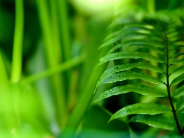 03 Vista Plant Wallpaper Vplants3 019