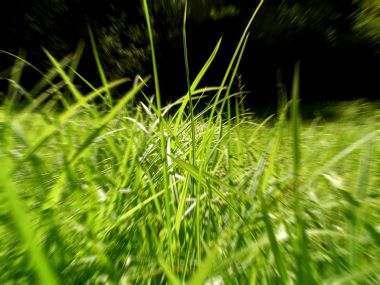 03 Vista Plant Wallpaper Vplants3 021