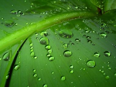 03 Vista Plant Wallpaper Vplants3 022