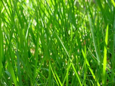 03 Vista Plant Wallpaper Vplants3 025