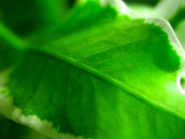 03 Vista Plant Wallpaper Vplants3 026