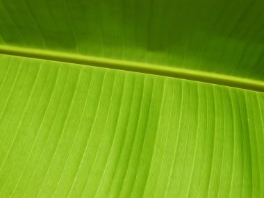03 Vista Plant Wallpaper Vplants3 027