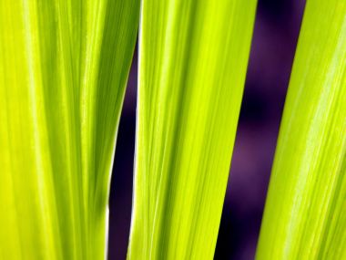 03 Vista Plant Wallpaper Vplants3 028