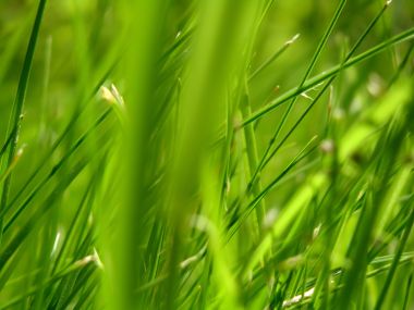 03 Vista Plant Wallpaper Vplants3 030
