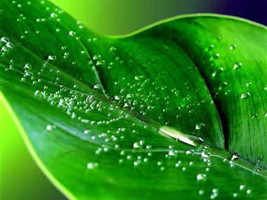 03 Vista Plant Wallpaper Vplants3 033