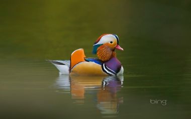 04 Mandarin Duck