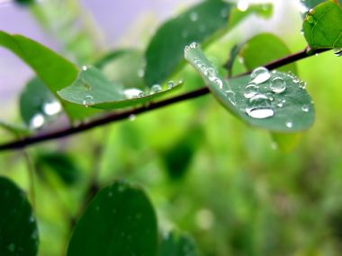 04_Vista_plant_wallpaper_vplants3_010