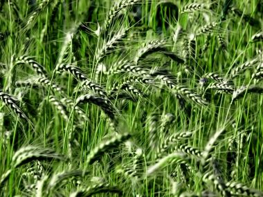 04_Vista_plant_wallpaper_vplants3_011