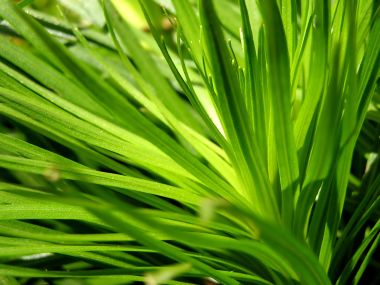 04_Vista_plant_wallpaper_vplants3_013