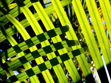 04_Vista_plant_wallpaper_vplants3_016