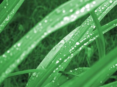 04_Vista_plant_wallpaper_vplants4_006