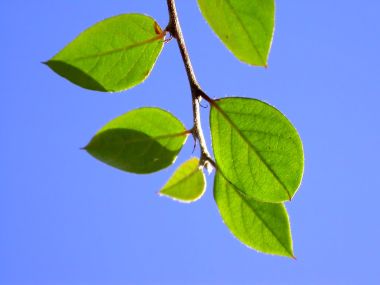 04_Vista_plant_wallpaper_vplants4_007