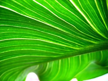 04_Vista_plant_wallpaper_vplants4_008
