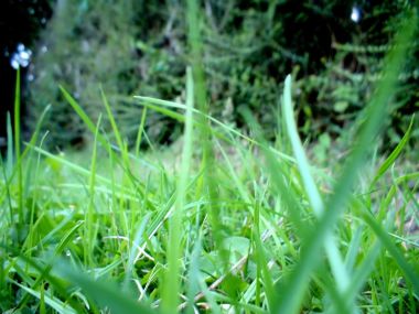 04_Vista_plant_wallpaper_vplants4_009