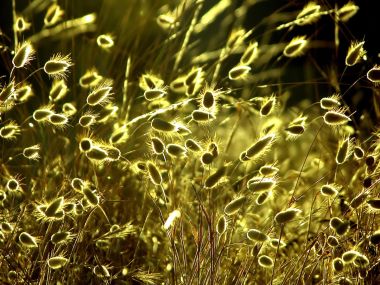 04_Vista_plant_wallpaper_vplants4_010