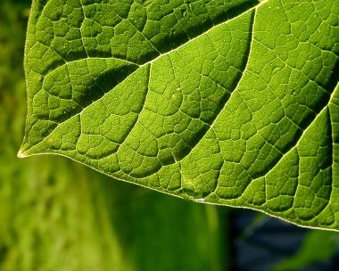 04_Vista_plant_wallpaper_vplants4_011