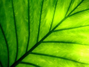 04_Vista_plant_wallpaper_vplants4_017