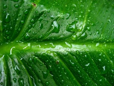 04_Vista_plant_wallpaper_vplants4_018