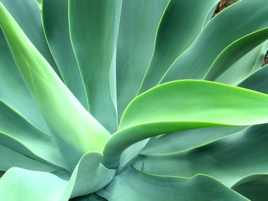 04_Vista_plant_wallpaper_vplants4_020