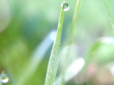 04_Vista_plant_wallpaper_vplants4_024