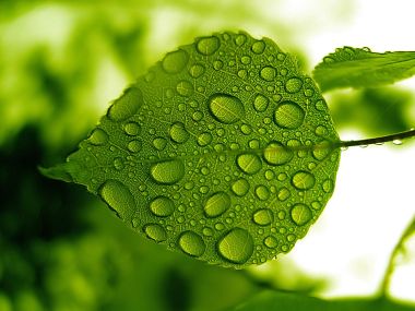 Vista 高清晰植物壁纸 （第五辑）
