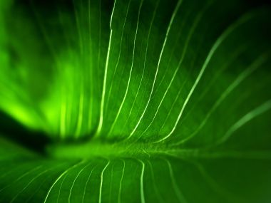 05_Vista_plant_wallpaper_vplants5_002