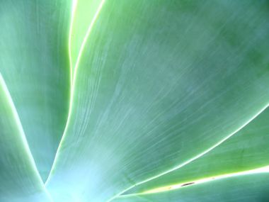05_Vista_plant_wallpaper_vplants5_003