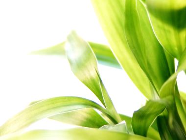 05_Vista_plant_wallpaper_vplants5_010