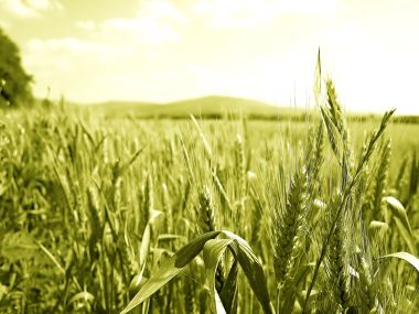 05_Vista_plant_wallpaper_vplants5_012