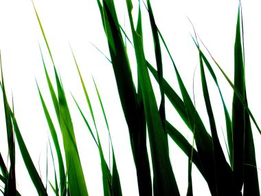 05_Vista_plant_wallpaper_vplants5_015