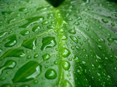 05_Vista_plant_wallpaper_vplants5_017