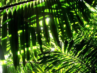 05_Vista_plant_wallpaper_vplants5_018