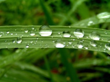 05_Vista_plant_wallpaper_vplants5_024
