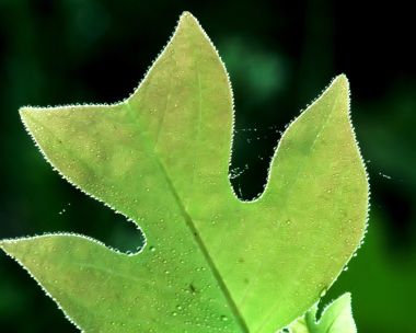 05_Vista_plant_wallpaper_vplants5_027