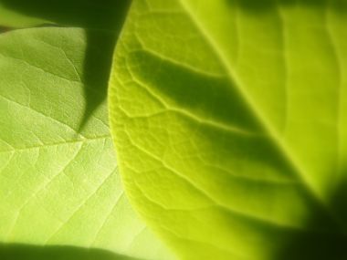 05_Vista_plant_wallpaper_vplants5_030