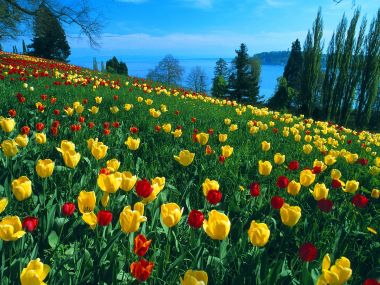 0Field_of_Tulips_Island_of_Mainau_Germany