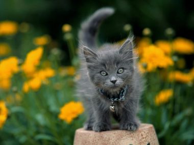 0Garden_Keeper_Gray_Kitten